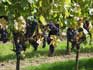 Druiven in de wijngaard van Château Masburel