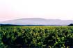 Wijngaard van Domaine de Montine
