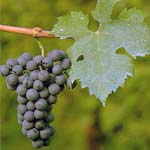 cabernet franc druif