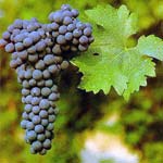 cabernet sauvignon druif