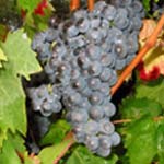 carignan druif