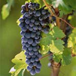 gamay druif