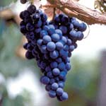 malbec druif