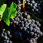 merlot druif