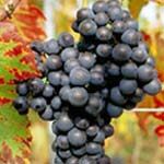 mondeuse druif