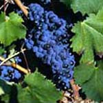mourvedre druif