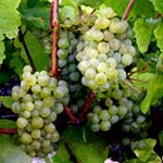 Picpoul / Piquepoul druif