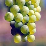 sauvignon blanc druif