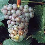 sauvignon gris druif