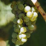 semillon druif