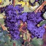 tannat druif