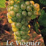 viognier druif